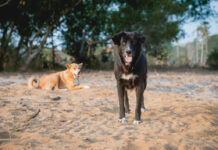 Wilt u voor uw huisdier zorgen met een goede verzekering in Thailand? Hier is een geweldige optie!