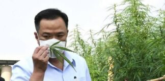 Thailand's Cannabis Act Draft voorgesteld aan het Huis van Afgevaardigden voor goedkeuring van de wet vandaag