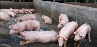 Thailand vindt Afrikaanse varkenspest in uitstrijkje in slachthuis Nakhon Prathom