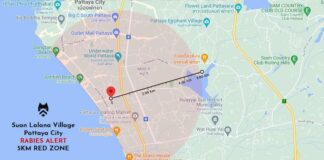 Dierenleger waarschuwt voor hondsdolheid in Pattaya na een bevestigd geval van een zwerfhond