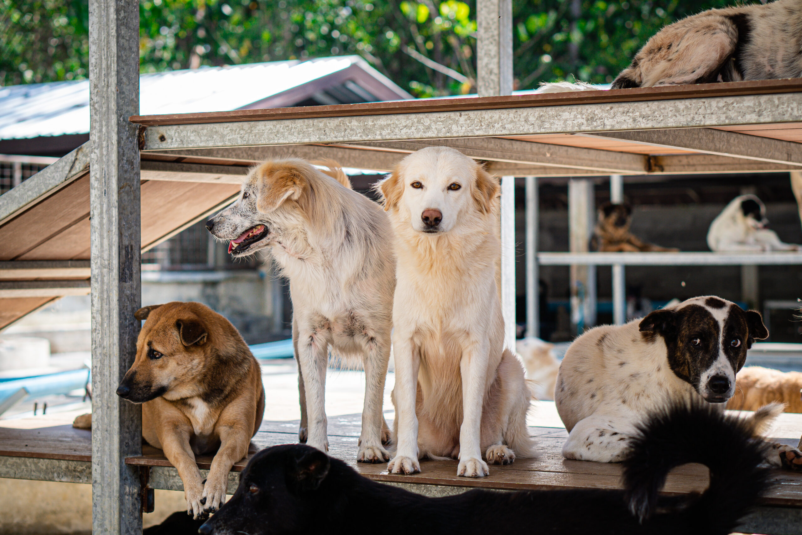 Soi Dog Foundation bestrijdt uitbraak van hondenziekte in Phuket Stray Dog Shelter
