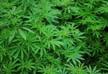 Thailand's Narcotics Control Board bespreekt morgen voorstel van tegenstanders van cannabis om de plant opnieuw strafbaar te stellen
